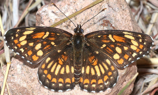 x Checkerspot Butterfly