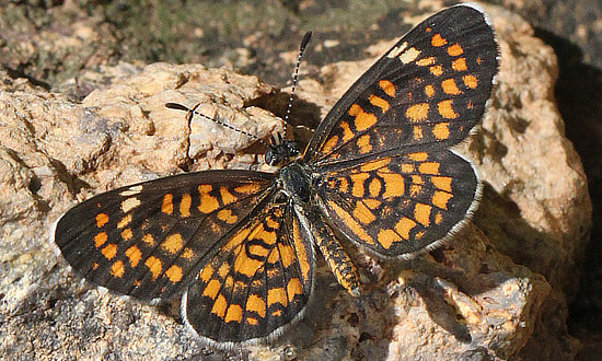 x Checkerspot Butterfly