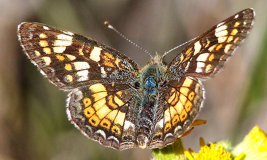 FieldCrescent Butterfly