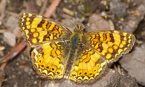 Crescent Butterfly