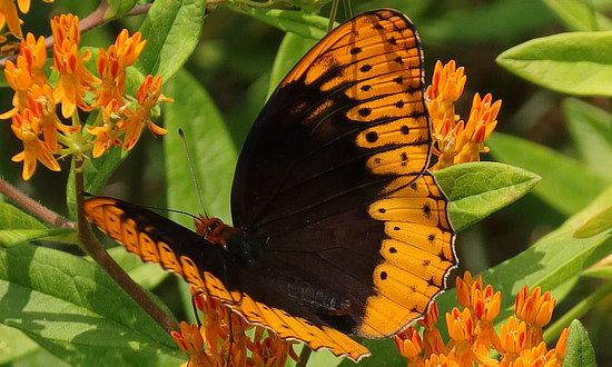 Diana Fritillary Butterfly 