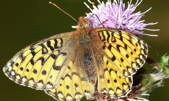 Edwards' Fritillary Butterfly