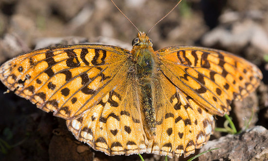 Great Basin Fritillary Butterfly 