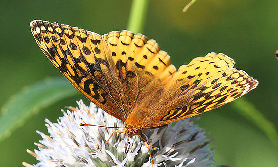 Great-spangled Fritillary Butterfly