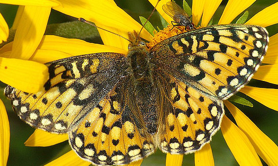 Mormon Fritillary Butterfly