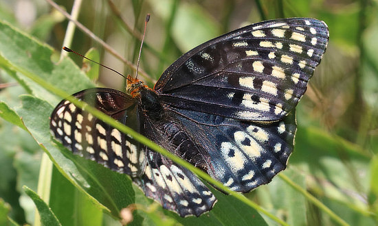 Female Nokomis Fritillary Butterfly
