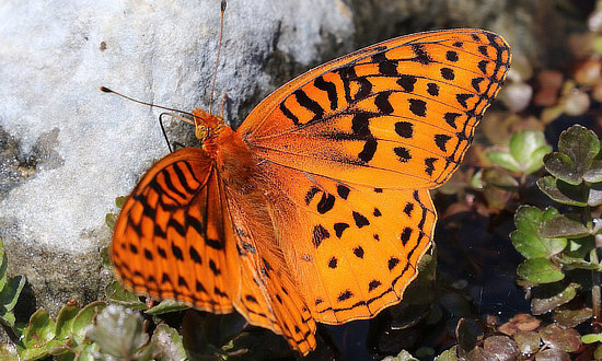 Male Nokomis Fritillary Butterfly