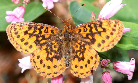 Pacific Fritillary Butterfly