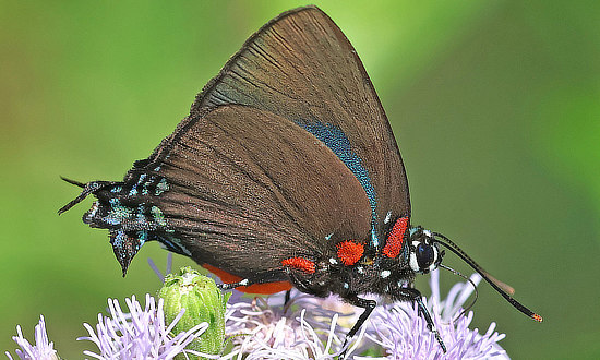 Great Purple Hairstreak Butterfly