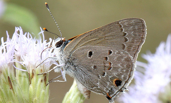 Mallow Scrub Hairstreak Butterfly