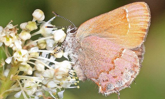 Nelson's Juniper Hairstreak Butterfly