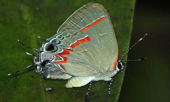 Red-banded Hairstreak Butterfly