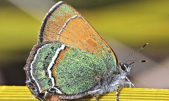Sandia Hairstreak Butterfly