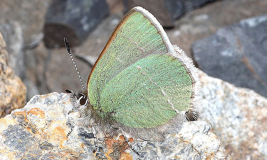 Sheridan's Green Hairstreak Butterfly