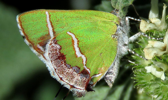Silver-banded Hairstreak Butterfly