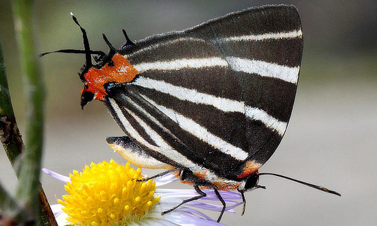 Zebra Hairstreak Butterfly