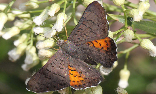 Ares Metalmark Butterfly