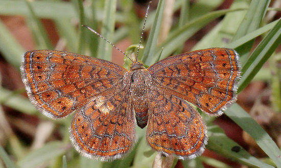 Arizona Metalmark Butterfly