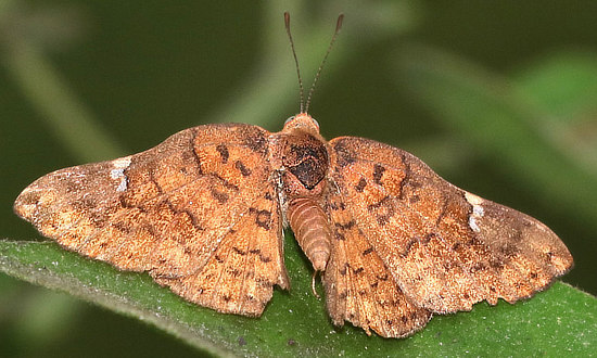 Curved-wing Metalmark Butterfly