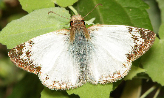 Lavinia White Skipper Butterfly