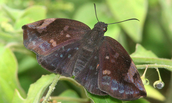 Sickle-winged Skipper Butterfly