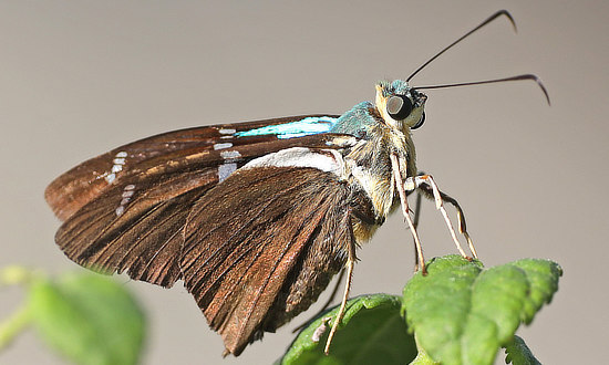 Two-barred Flasher Skipper Butterfly