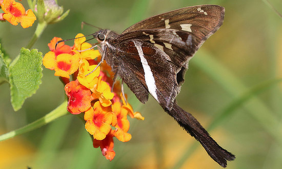 White-striped Longtail Skipper Butterfly