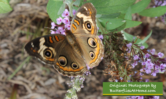 Common Buckeye on Butterfly Bush