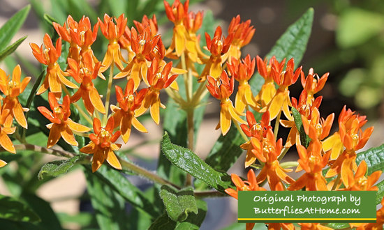 Butterfly Weed (Asclepias tuberosa) 