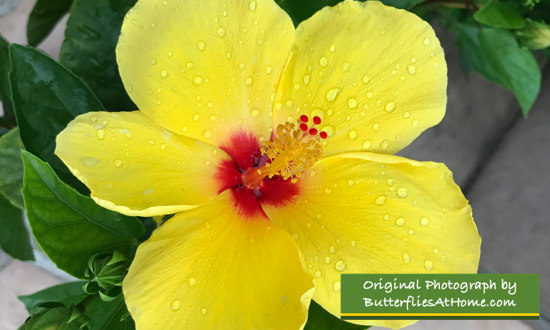 Yellow Hibiscus with Red Throat 