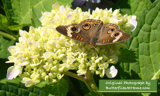 Buckeye Butterfly on a white Hydrangea 