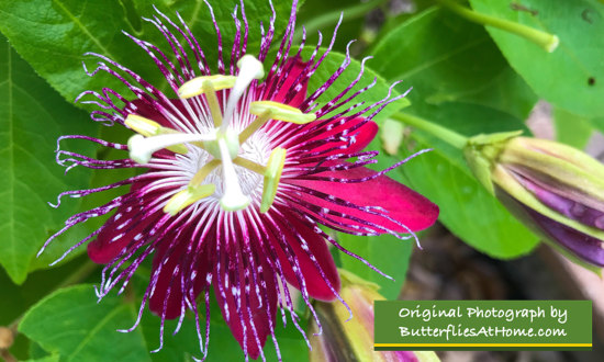 Red Passion Flower (non-toxic variety)