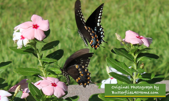 Easy to grow Periwinkles ... seen here with a pair of beautiful swallowtail butterflies