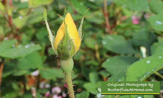 Yellow Rose Bud Waiting to Open