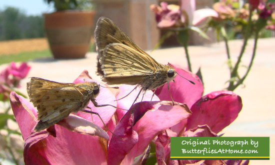 A pair of Skipper Butterflies in the rose garden