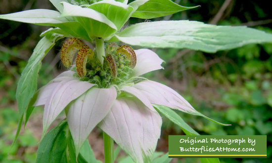 Native Spotted Bee Balm ... grows in the forests behind our home landscape ... a favorite of butterflies