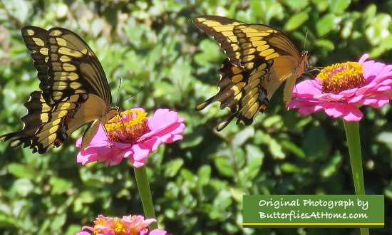 Two Giant Swallowtail butterflies enjoying nectar on pink Zinnia flowers in the spring in Texas