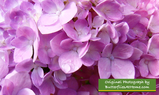 Hydrangea 