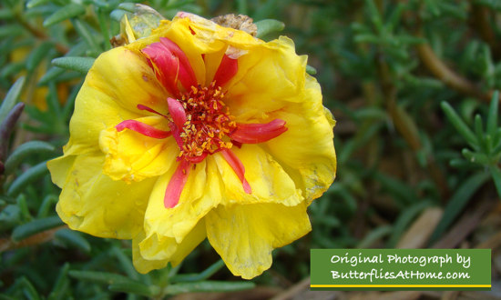 Yellow Portulaca blossom