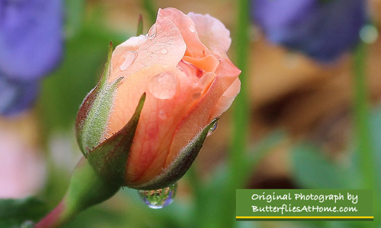 Pink Rose Bud in Morning Dew