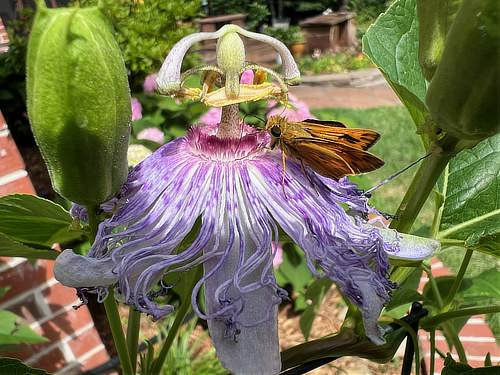 Skipper Butterfly on native Passion Vine in Texas ... May 17, 2024