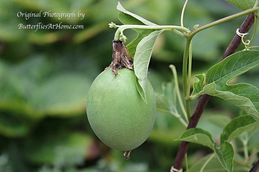 The fruit of a native Texas Passion Vine, commonly called Maypop