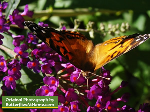Purple Butterfly Bush with Painted Lady