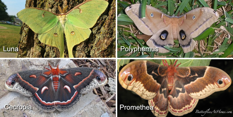 Four large, colorful moths found in North America: Luna, Polyphemus, Cecropia and Promethea