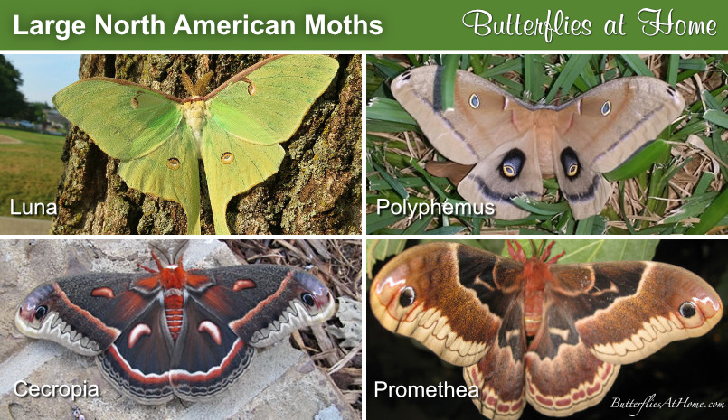 Four large, colorful moths found in North America: Luna, Polyphemus, Cecropia and Promethea