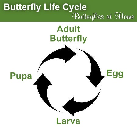 The Butterfly Life Cycle: A Circle of Life