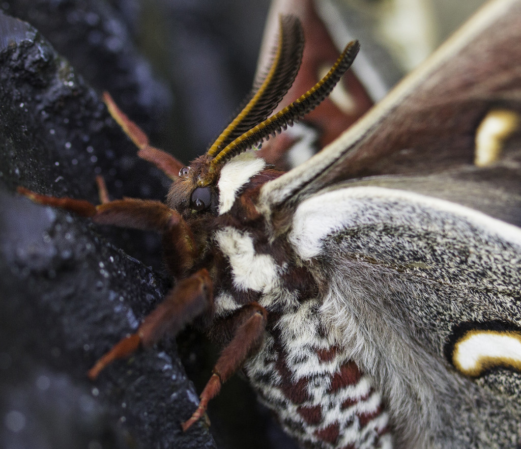 Close-up view of a Cecropia Moth