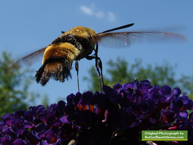 Snowberry Clearwing Hummingbird Moth on a Purple Butterfly Bush