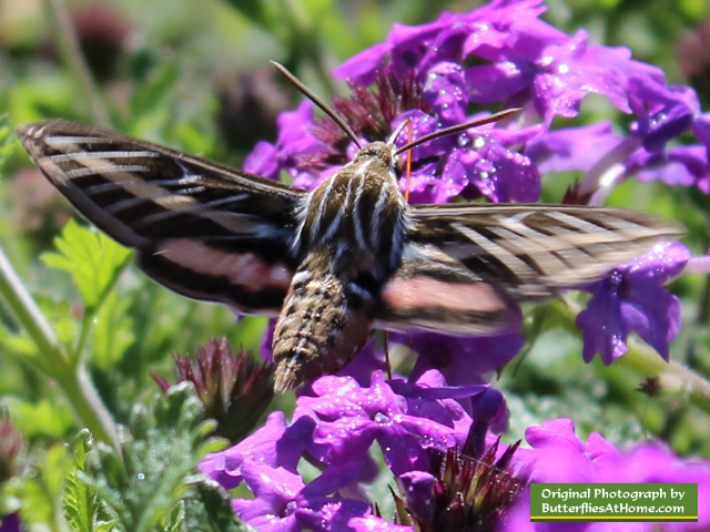 White-lined Sphinx Moth gathering nectar from Purple Verbena