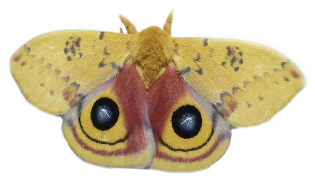 Male Io Moth